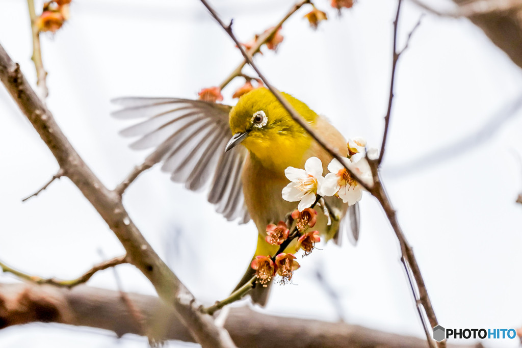 いつもの公園「散梅」