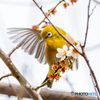 いつもの公園「散梅」