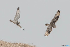 バトルフィールド（４）