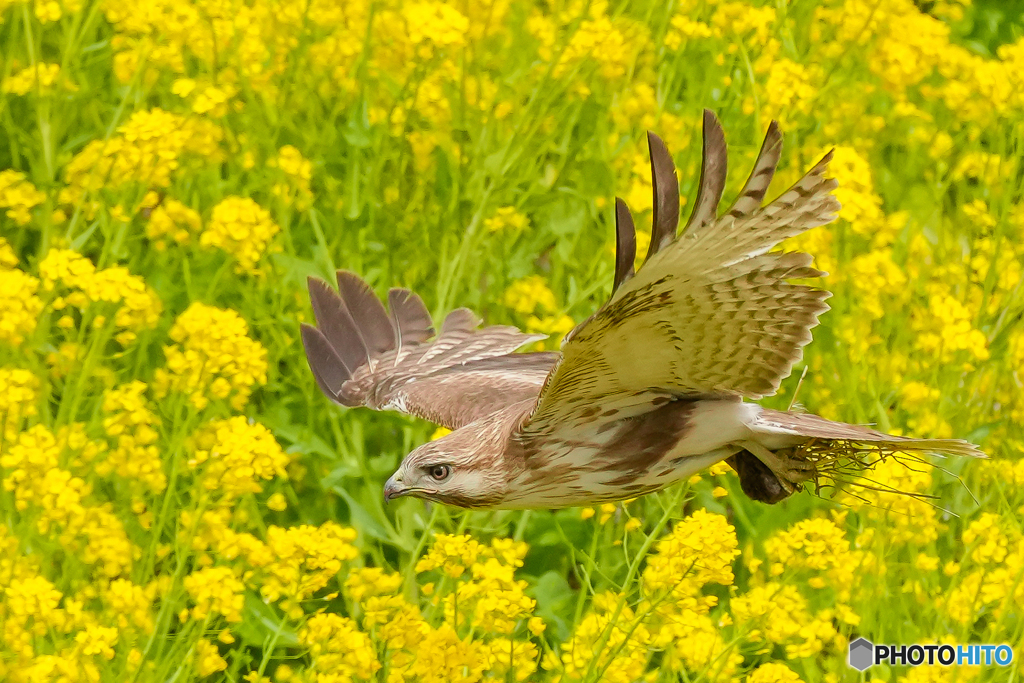 菜の花