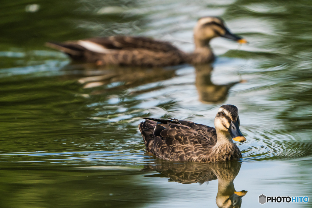 いつもの公園「滑るがごとく」
