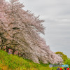 桜の樹の下で（埼玉県幸手市権現堂公園）（２１）「下がり枝」