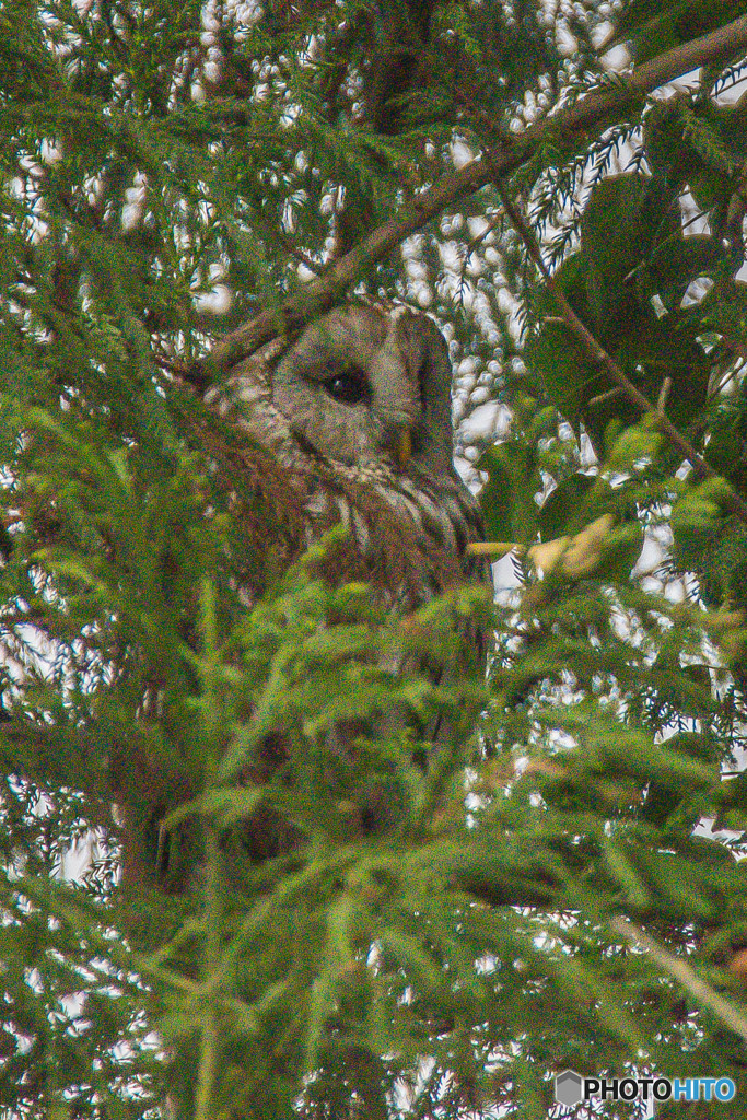 見つけられますか？（２）（フクロウ）