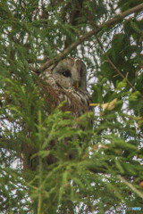 見つけられますか？（２）（フクロウ）