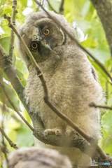 トラフズクの木「好奇の木」