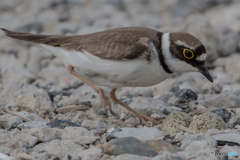 コチドリ可愛い（４）