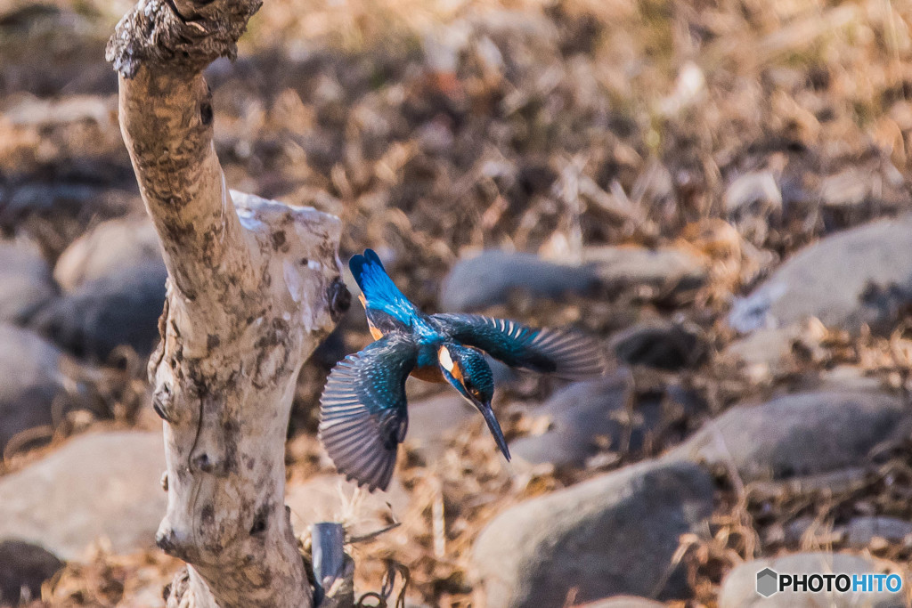 いつもの公園「美しき翼」（カワセミ）（５）