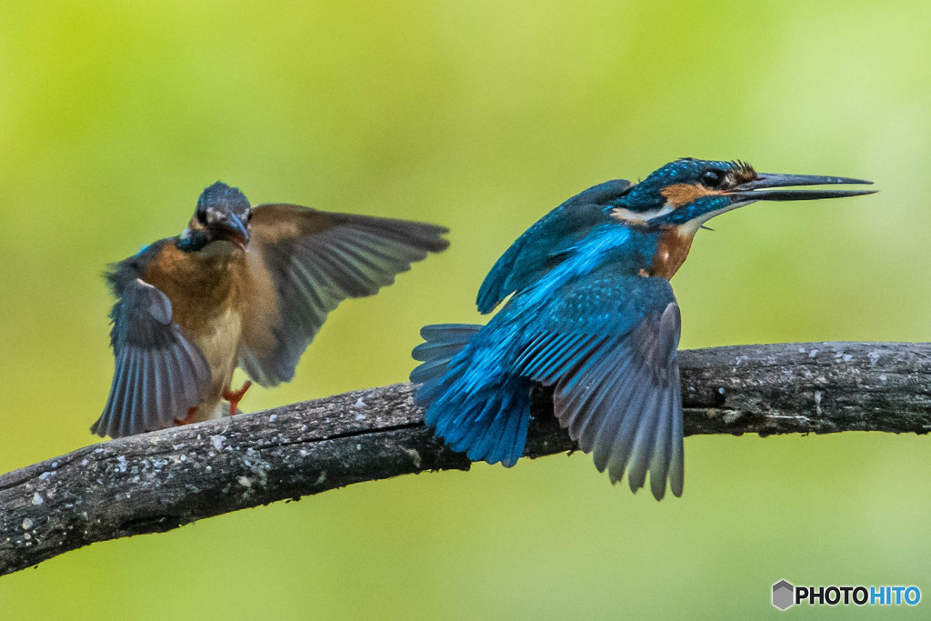 いつもの公園「序章」（カワセミ）（２）