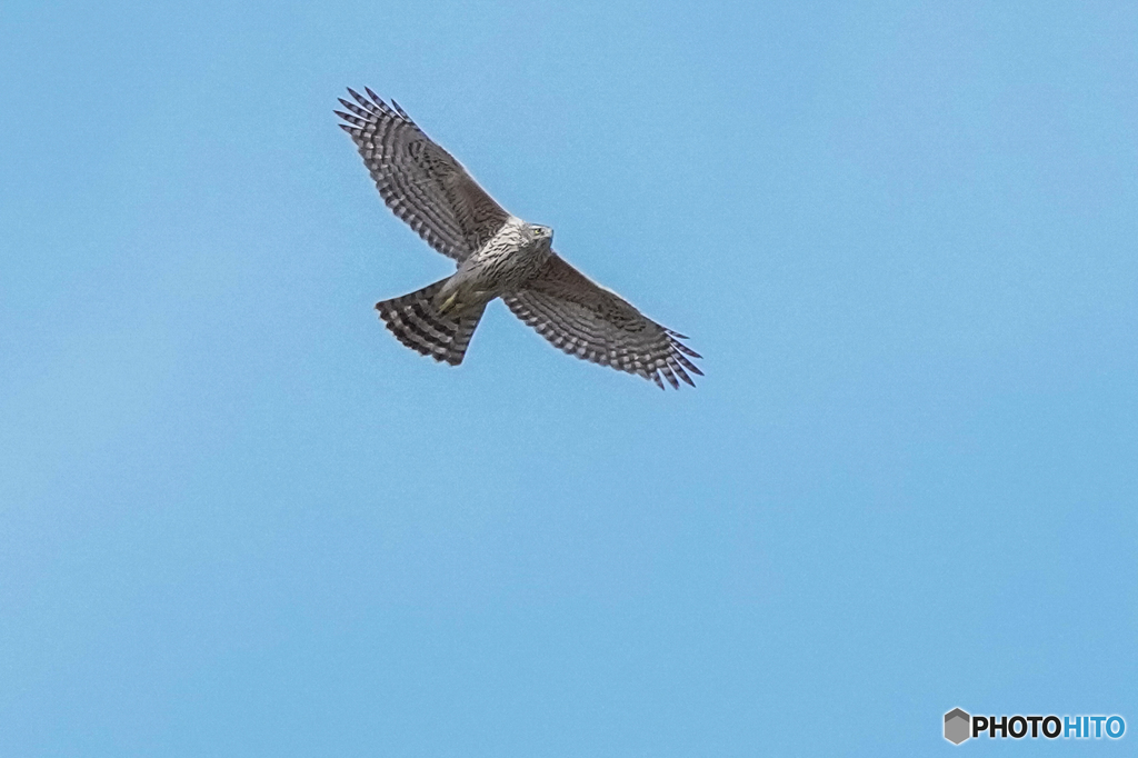 いつもの公園「蒼穹の鷹」
