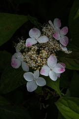 いつもの公園「紫陽花の頃」