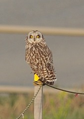 今夕「コミミズク」（２）