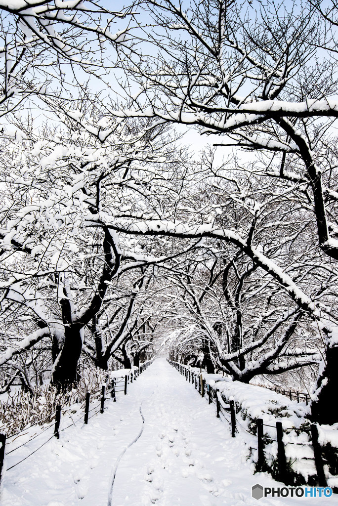 いつもの公園、「雪景色」（２）