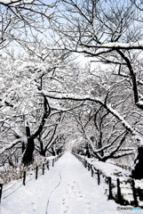 いつもの公園、「雪景色」（２）
