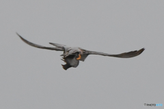 残念な写真（ハヤブサ）（２）