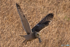 野ネズミの顔（１）