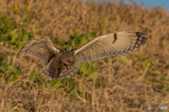 何を探しているのでしょうか？（３）