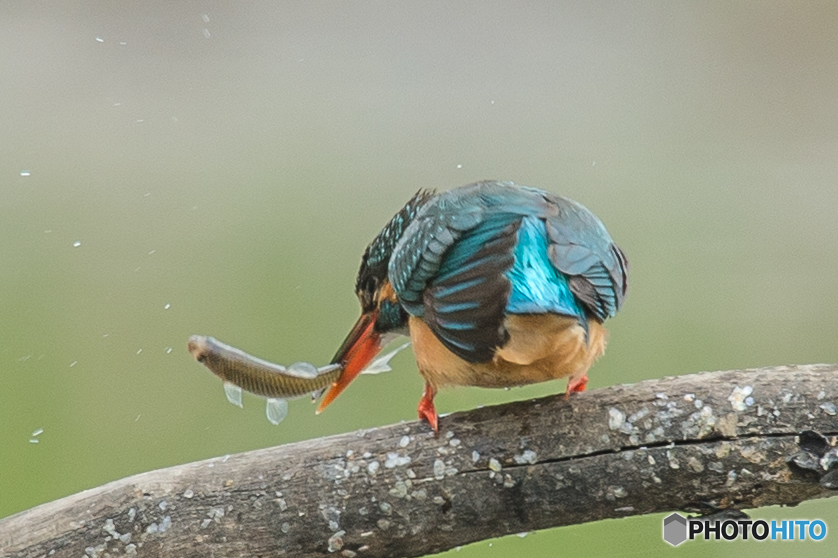 いつもの公園「カワセミ日記（１９）」