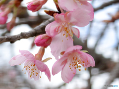 いつもの公園「咲くや咲く」