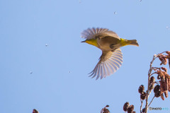 いつもの公園「春告げ鳥」（メジロ）（４）