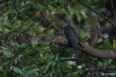 いつもの公園「オヤッ、ツツドリだぁ。」（ツツドリ）（6）