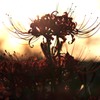 曼珠沙華７－１「日暮れ前」