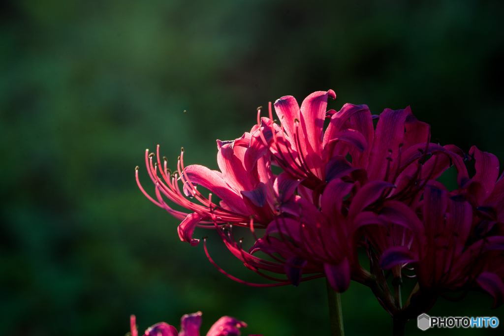 いつもの公園「思い出坂」