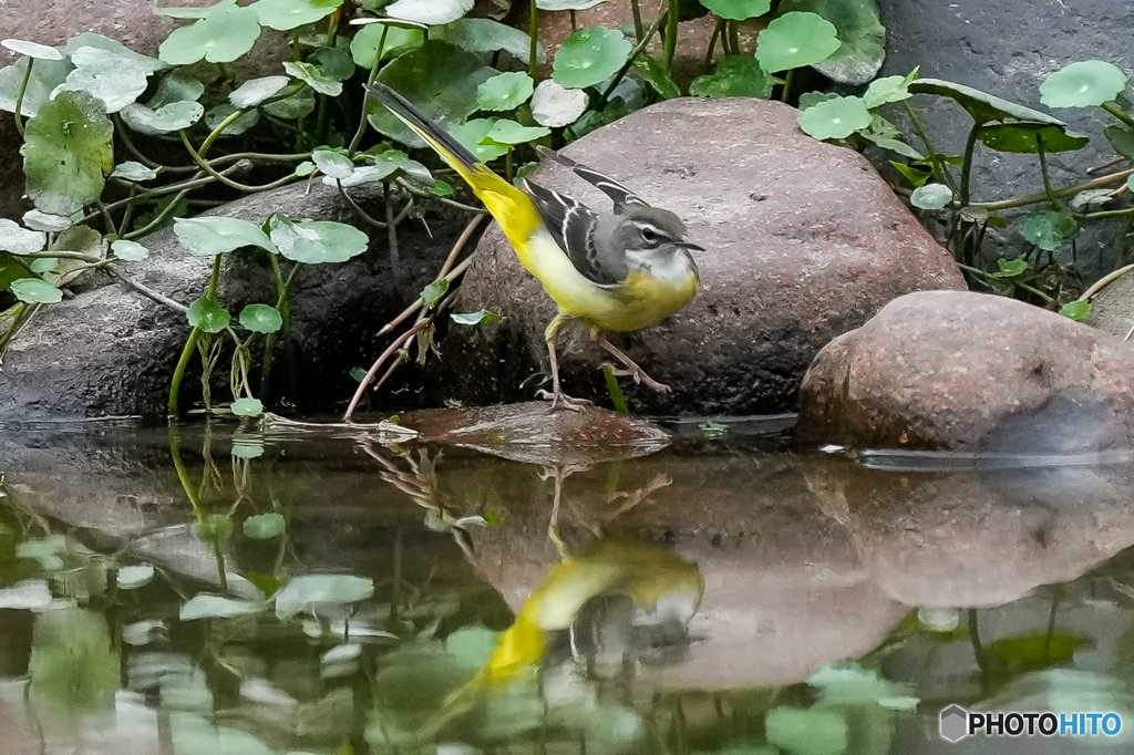 いつもの公園「ビューティーイエロー」