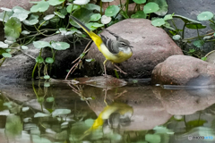 いつもの公園「ビューティーイエロー」