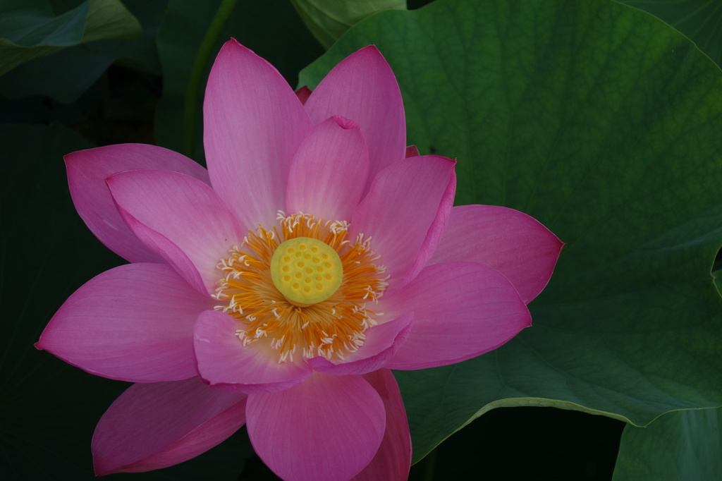 大華６－１「大華」