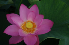 大華６－１「大華」