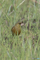 いつもの公園「カワラヒワ飛来」