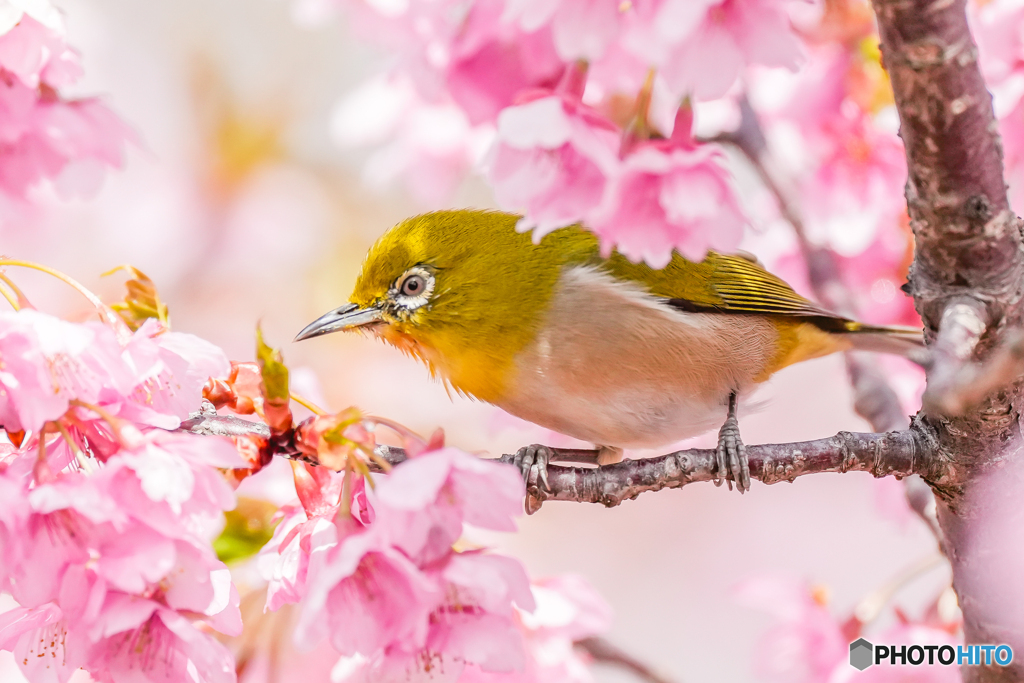 いつもの公園「花目白」