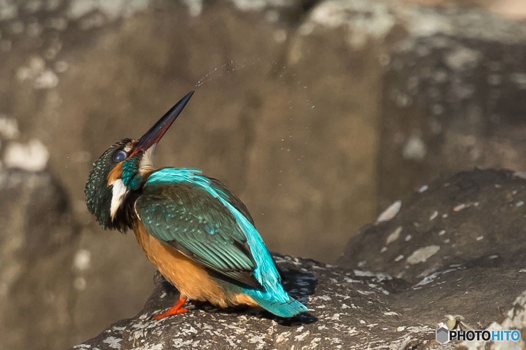 カワセミ（１）