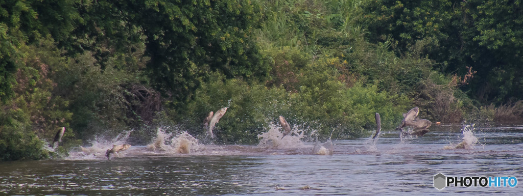 乱舞（ハクレン）（２）