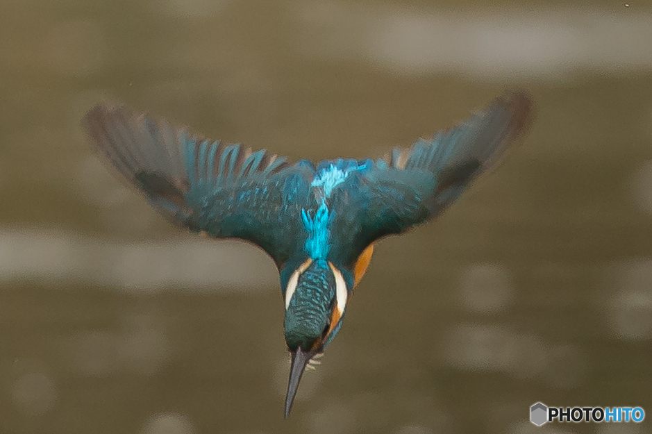 いつもの公園「ダイブ」です。
