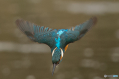 いつもの公園「ダイブ」です。