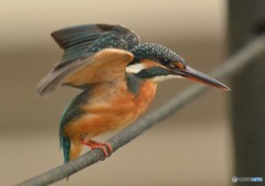 いつもの公園「カワセミ日記」「飛び出し」