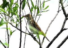 オオヨシキリ、「囀歌」