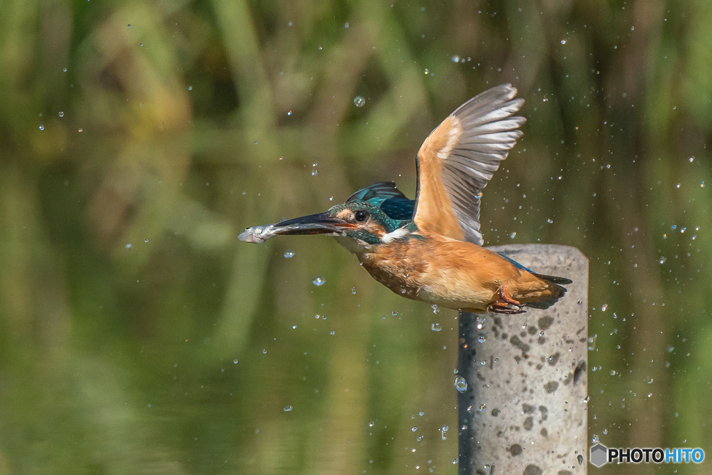 いつもの公園「捕魚」（３）