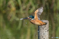 いつもの公園「捕魚」(3) いつもの公園「捕魚」(3)