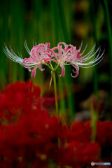 美人華