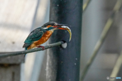 いつもの公園「魚喰う鳥」（３）