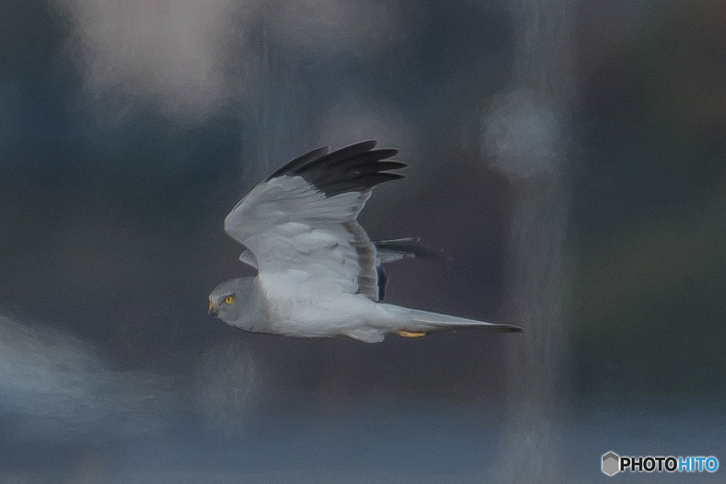 ハイチュウです。