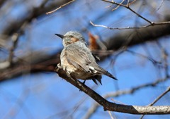 いつもの公園「ヒヨドリ」