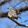 いつもの公園「ヒヨドリ」