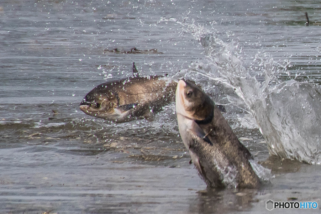 １０５センチ、３０キロ（ハクレン）（５）