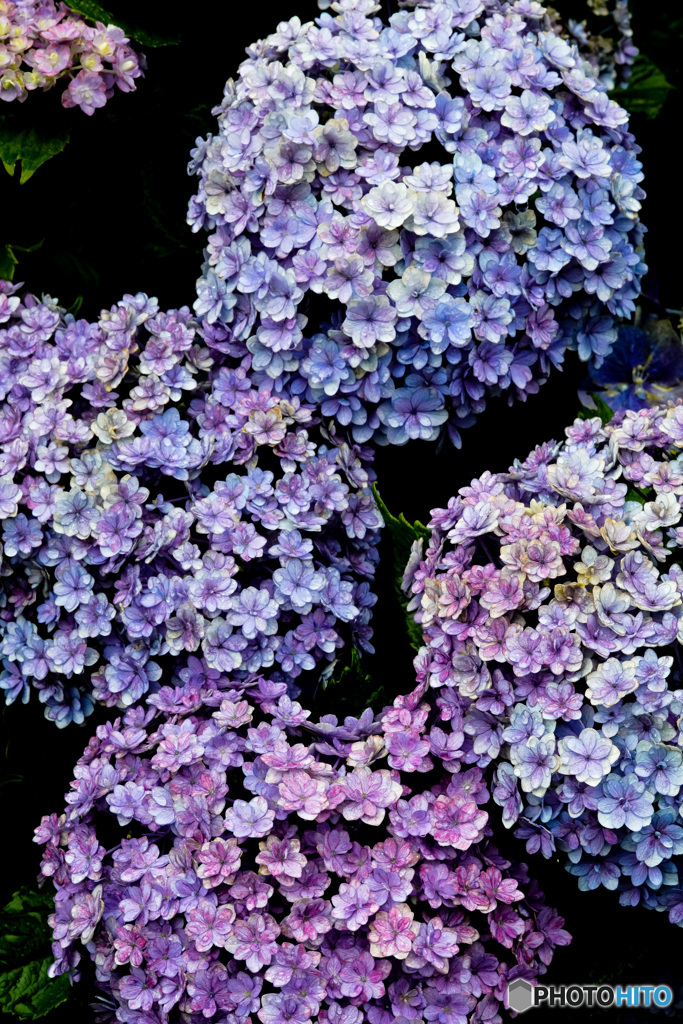 いつもの公園「紫陽花優華」