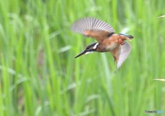 いつもの公園「カワセミ（２）」