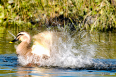 いつもの公園「カルガモバチャバチャ」