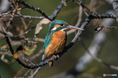 初冬修景池、翡翠（１）